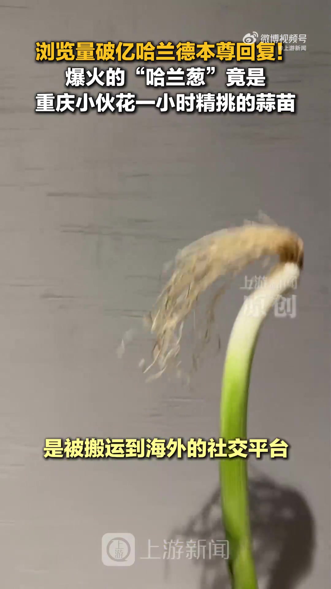 蒜苗cos哈兰德原作者现身重庆 视频搬运者获利超亿浏览 蒜苗cos哈兰德原作者现身重庆 视频搬运者获利超亿浏览